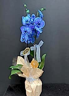 Mavi �ift Dal Orkide