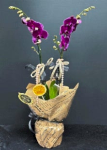�ift Dal Mor Orkide 