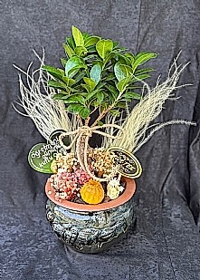 Vip Saks�da Bonzai