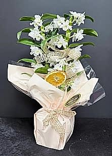 Demberium Bambu Orkide