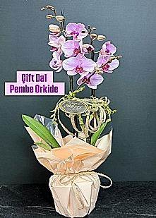 �ift dal pembe orkide