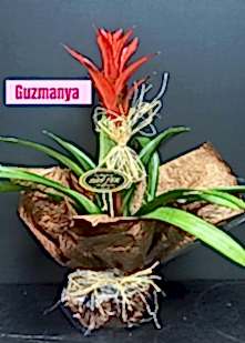 Saks�da Guzmanya �i�e�i