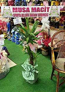 2 li �thal Yucca Salon Bitkisi