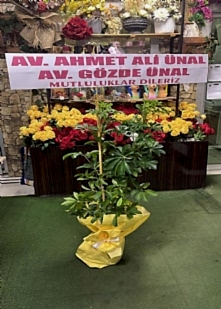 �kili Seflera Btkisi