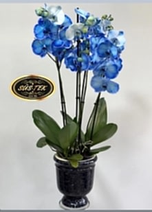 Dekoratif Saks�da 4 Dall� Mavi Orkide