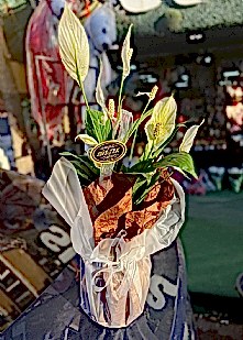 Bar�� �i�e�i