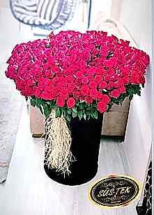 Dev Kutuda 500 G�l