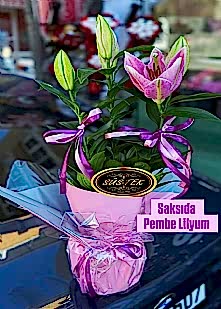 Saks�da Lilyum �i�e�i