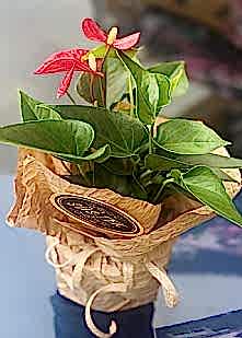 Saks�da K���k Antoryum