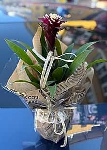 Bordo Bromella �i�e�i