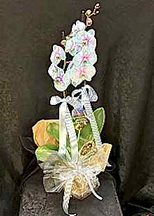 �ift Dal Bebek Mavisi Orkide