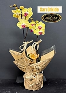 �ift Dal Sar� Orkide