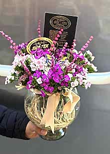 Fanusta  Caryophy Arajman