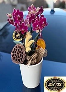 Mini Orkide Arajman